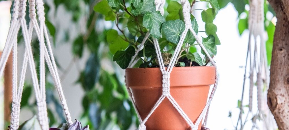 schotel straal lof Hangplanten voor binnen | Tuincentrum Kennes - Tuincentrum Kennes in Lier