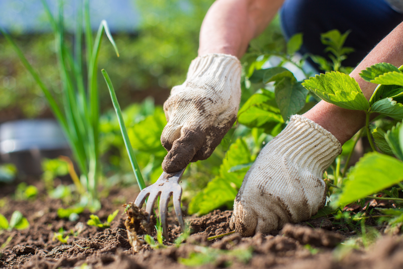 Een lenteproof moestuin: dit zijn onze tips